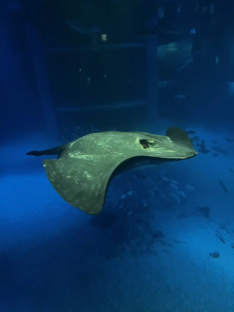 Aquarium Kaiyukan in Osaka, Japan