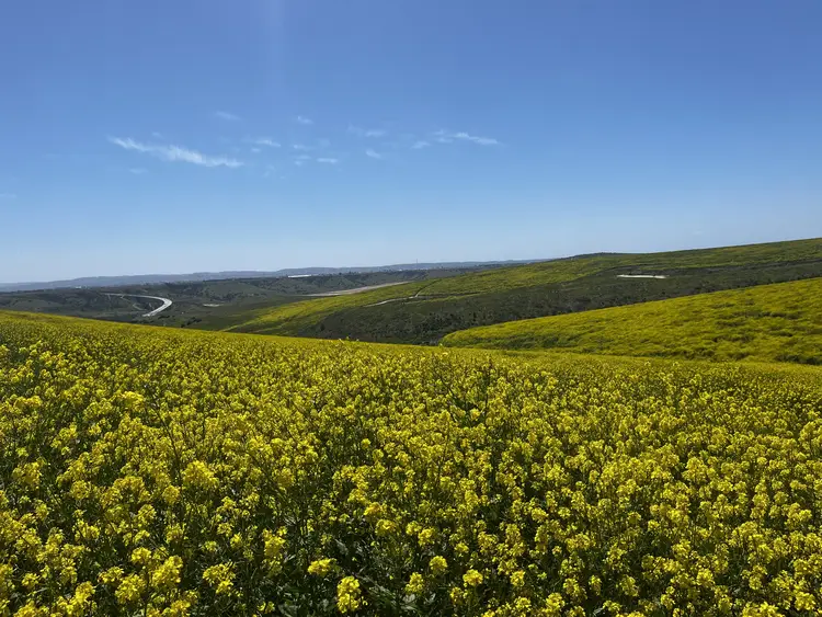 Mustard Fields in Chula Vista, California