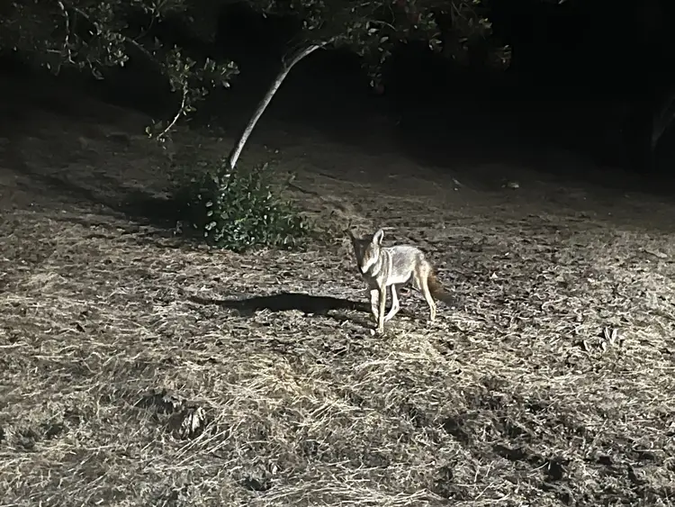 Coyote in San Diego, California