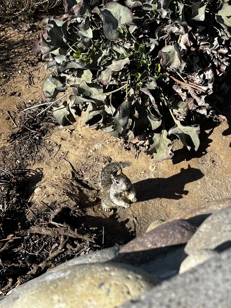 Squirrel in La Jolla, California