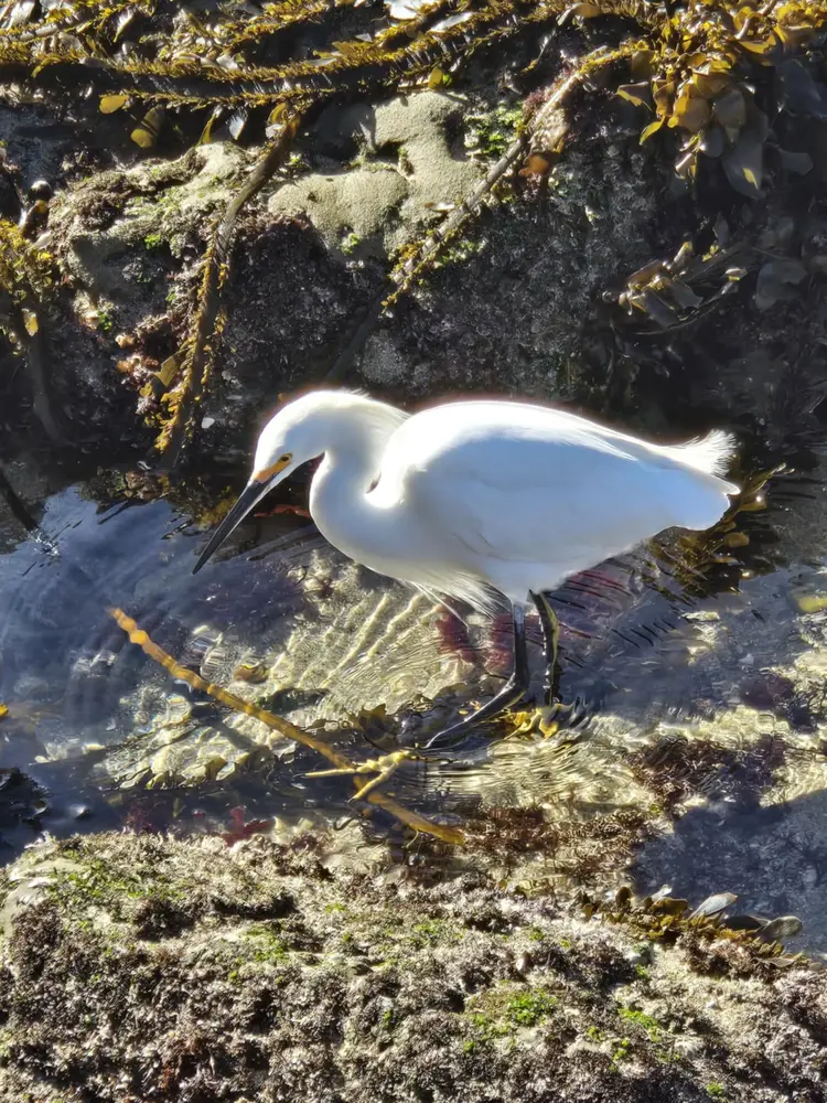 Tide Pools in La Jolla, California
