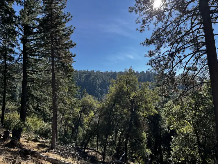 Forest in Palomar Mountain, California