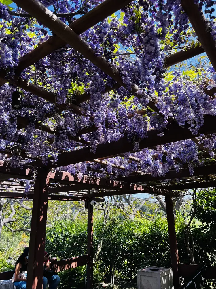 Friendship Garden in San Diego, California