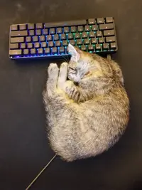 My Cat in My Desk