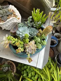 Succulents in My Yard