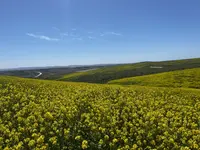 Super Bloom in San Diego, California