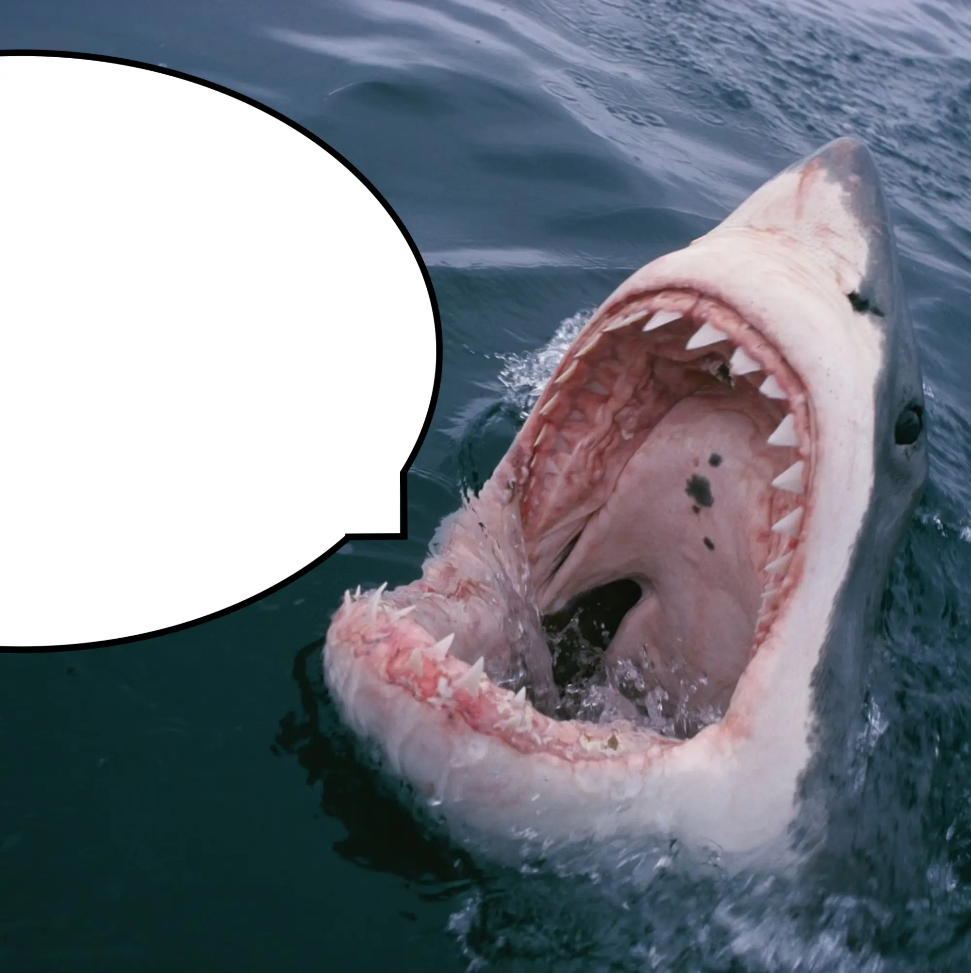 Shark with speech bubble Shark with speech bubble
